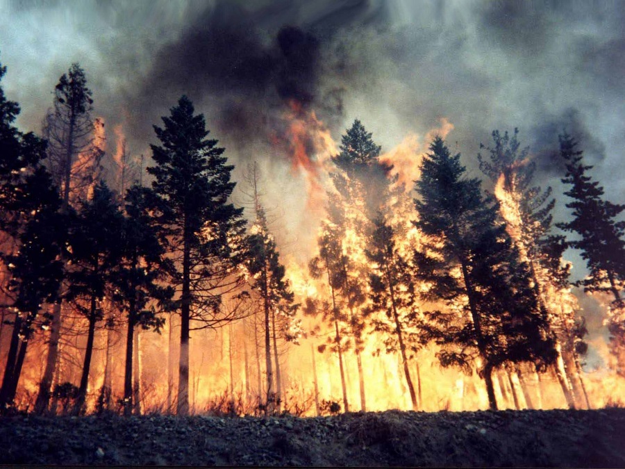 ​Земли лесного фонда региона патрулируют 17 мобильных противопожарных групп