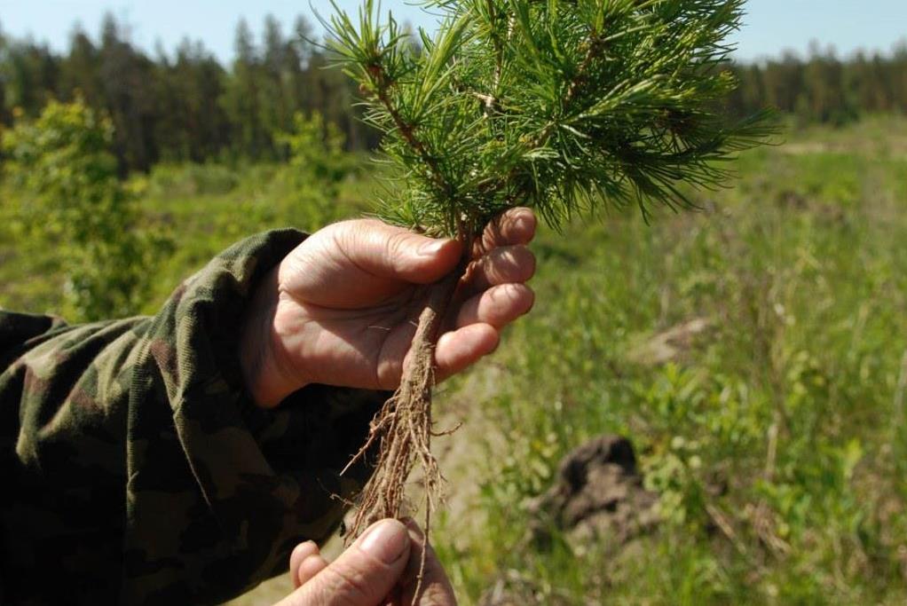 Более 7,5 млн семян деревьев посеяно в питомниках Ярославской области
