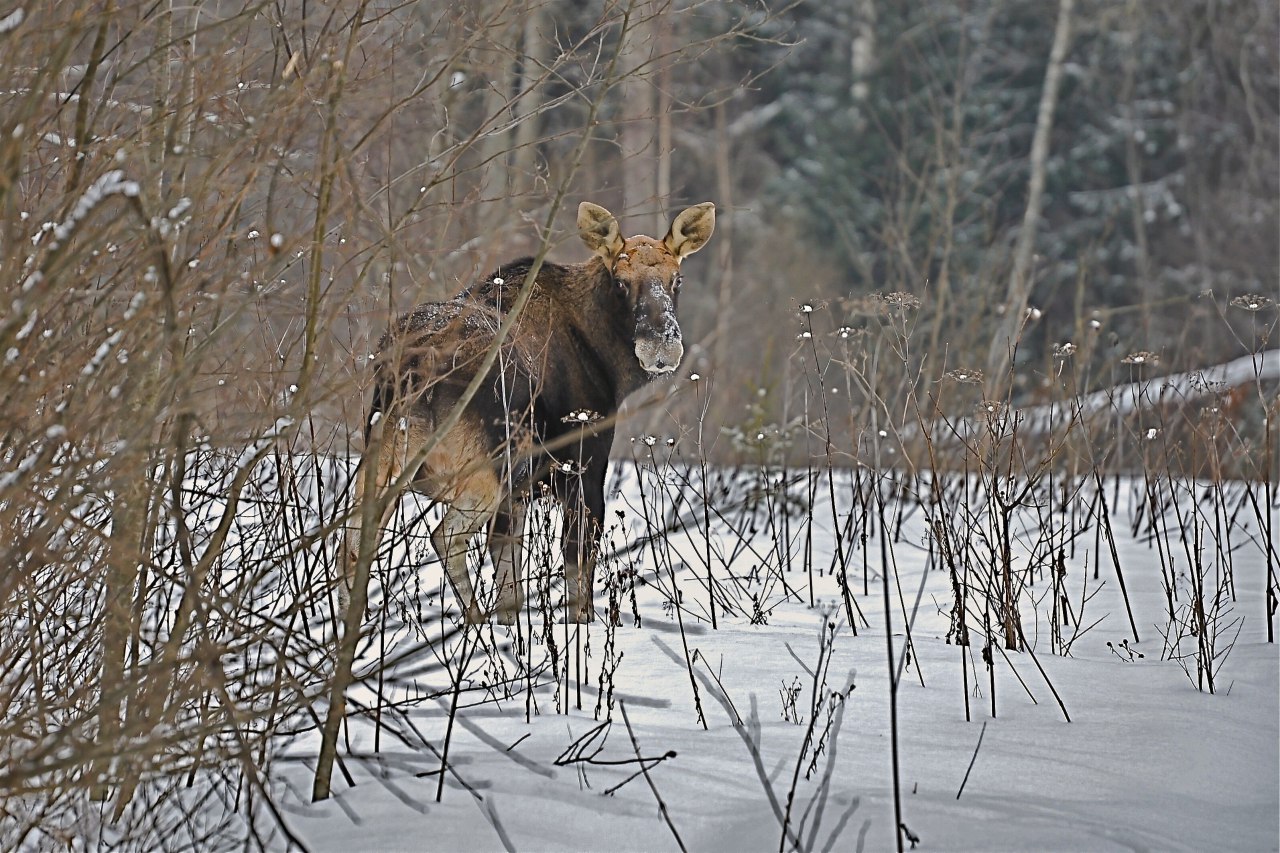 Около 8,5 млн рублей взыскано в 2023 году с браконьеров в Ярославской области